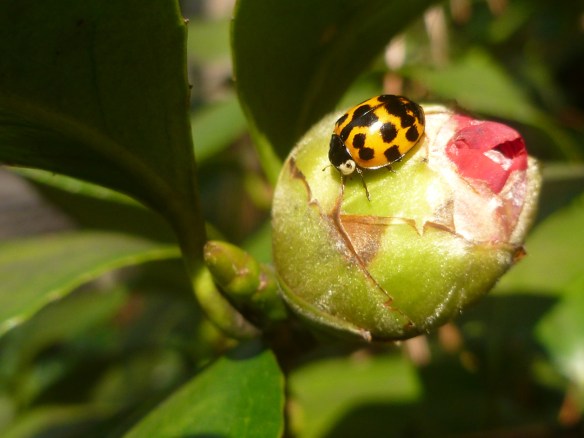 Ladybug1