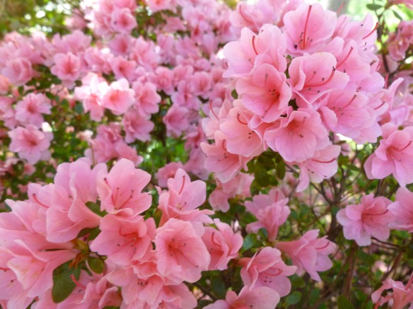 More azaleas from my garden this spring.
