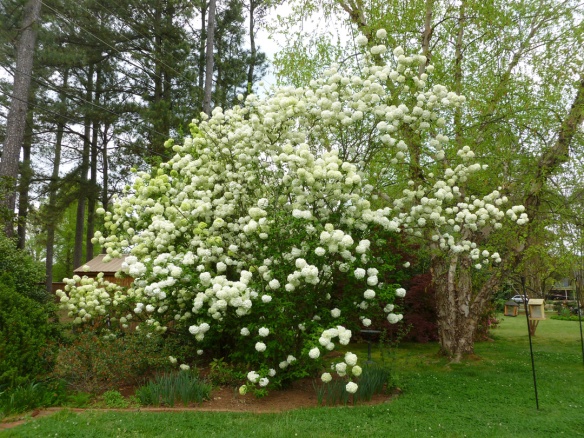 The tremendous snowball bush in my mother's yard.