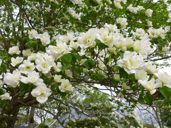 A magnificent double blossomed dogwood tree from a garden tour I attended with my mom.