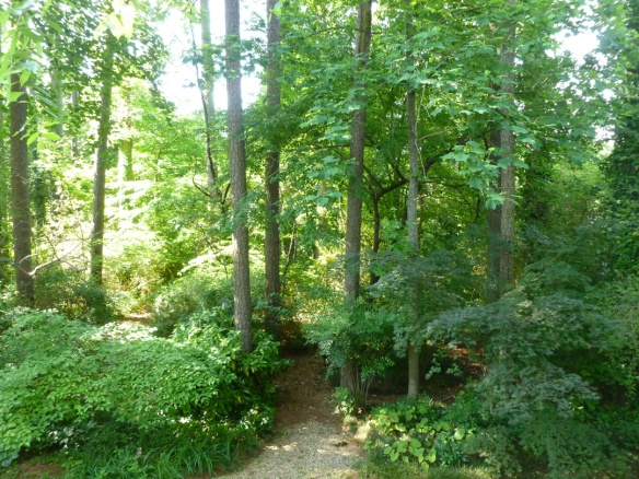 My favorite view, looking into the entrance to our little "forest" of paths and shade garden.
